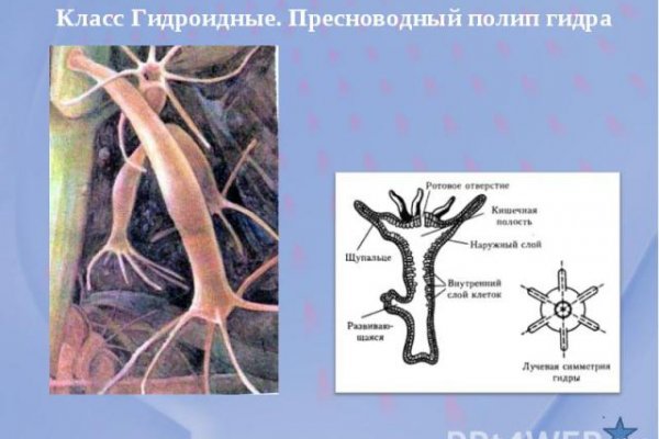 Мега кракен